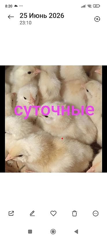 Продаю | Цыплята | Леггорн | Для разведения at lalafo.kg Продаю | Цыплята | Леггорн | Для разведения