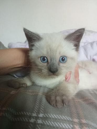 Котёнок с ярко-голубыми глазами и колор-пойнт окрасом (светлое тело