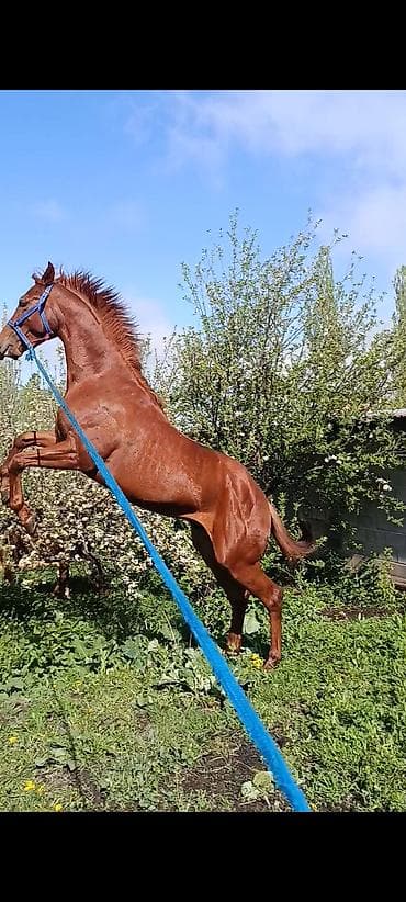 кобыла жеребая: Продаю | Жеребец | Конный спорт — 1