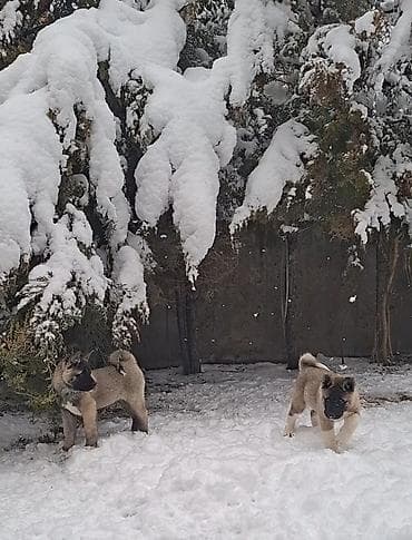 где можно купить кошку в бишкеке: 1 месяц, Самка, С родословной — 9