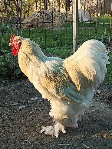 инкуб: Продаю | Петух | Брама | Для разведения — 1