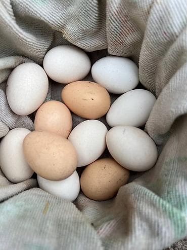 Продаю яйца бойцовых курей Дакан - 12 шт