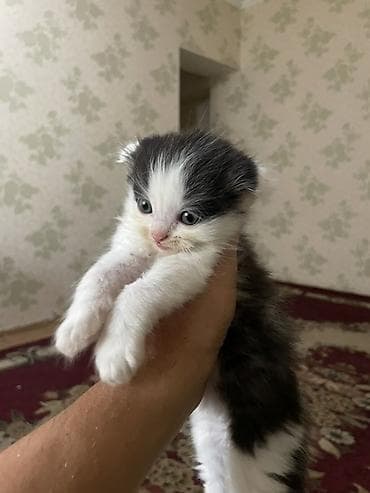 кошка ориентал: Котята с вислыми ушками, домашние. Окрас разный: - черно-белые — 1