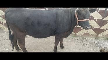 Ветеринар кызматы: Сатам | Бука (эркек) | Көбөйтүү үчүн | Асыл тукумдуу — 3