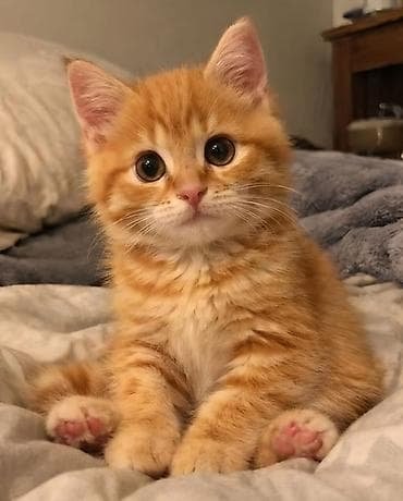 Продажа кошек: Ищу котёнка срочно примерно как на фото до 2 месяцев чтобы он был — 3