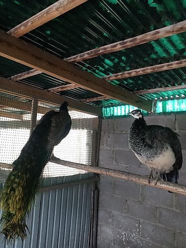 перо павлина: Продам павлинов — 3