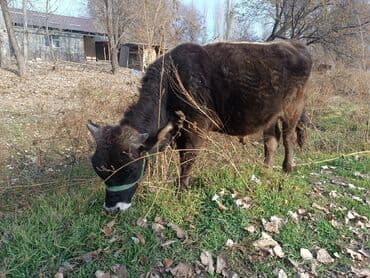 Грызуны: Продаю | Музоо, торпок | На откорм | Привязанные — 4