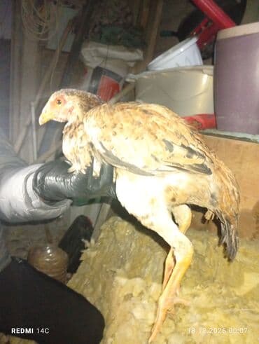 Продаю | Куры | Дакан | Несушки, Для боев