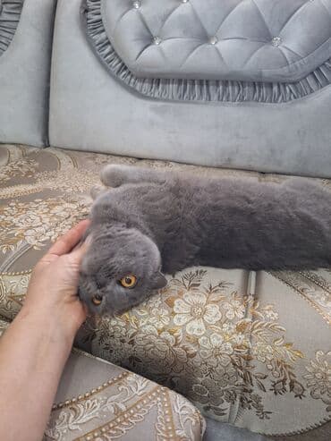 в связи с переездом отдам попугая жако в добрые руки: Шотландская вислоухая кошка (Scottish Fold) Девочка молодая,рожала 1 — 19