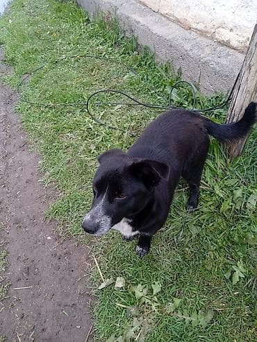 купить джек рассел: Собака среднего размера, окрас черный с белыми отметинами на груди и — 1