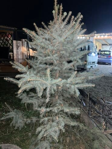 Удобрения и садовая химия: Саженцы деревьев: Ели — 2