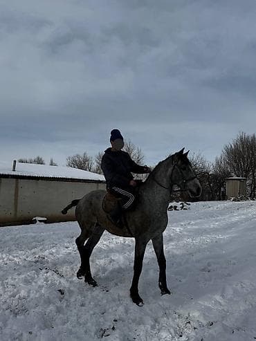 уйу: Сатам | Жылкы (эркек) | Жумушка | Мерин — 6