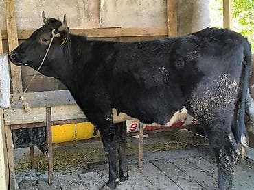 голова лошади: Продаю | Бык (самец) | Голштин | На откорм | Привязанные — 1