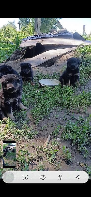 питомники кошек бишкек: Овчарка, 1 месяц, Самка — 1
