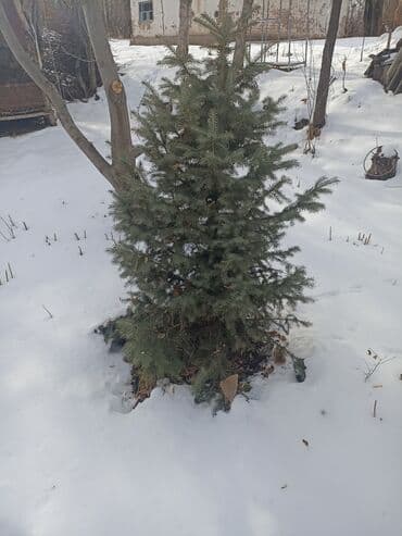 печка дома: Саженцы деревьев: Ели — 2