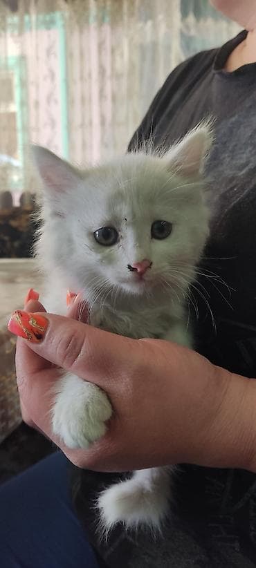 Котята домашние, приплод от одной кошки. Возраст примерно 1–1,5 месяца at lalafo.kg Котята домашние, приплод от одной кошки. Возраст примерно 1–1,5 месяца