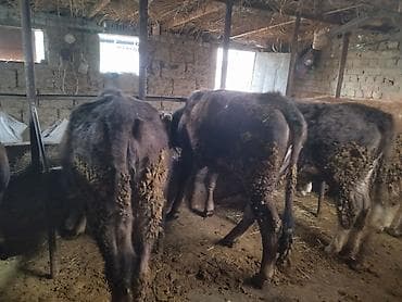 каровы юрьевка: Продаю | Тёлка | На забой — 5