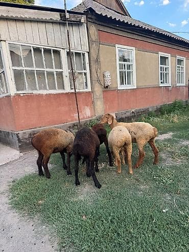 маленькая кошка: Продаю | Баран (самец) | Для разведения — 9