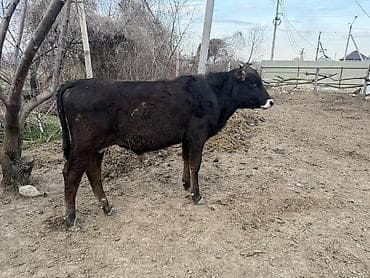 телочки бычки: Продаю | Музоо, торпок | Полукровка | Для разведения — 6