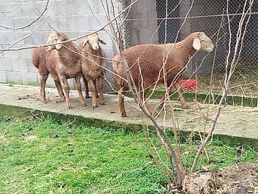 русская голубая кошка бишкек: Продаю | Баран (самец) | Арашан | Для разведения | Племенные — 4