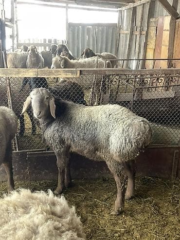 Продаю | Овца (самка) | Для разведения | Матка at lalafo.kg Продаю | Овца (самка) | Для разведения | Матка