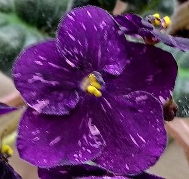 Комнатные розы: В продаже крупные детки и стартеры, взрослые сортовые фиалки, Отправка — 10