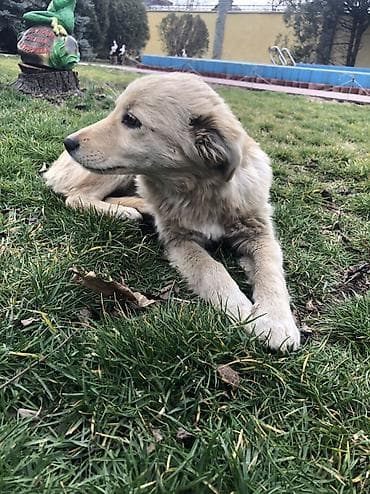 мопс собака: 6 месяцев, Самка — 3