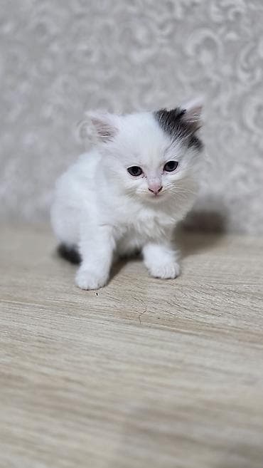 отдам в добрые руки: Беспородная, 2 месяца, Мальчик, Приучена к лотку — 4