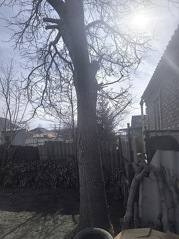 ДВП: Грецкий орех (плодовое дерево) для заготовки древесины/дров. - — 3