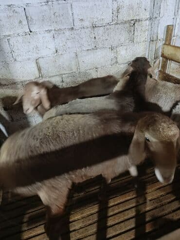 грызуны домашние: Продаю | Баран (самец) — 3