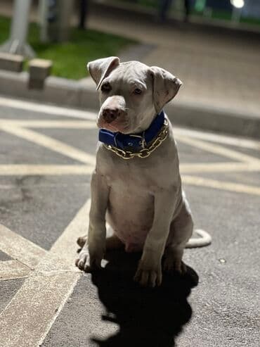 собака лабарадор каракол: Питбуль, 4 айлык, Эркек, Эмделген — 1