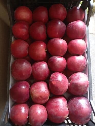 айнек сатылат: Алмалар — 5