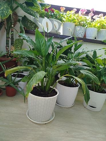 аптечка: Комнатные растения в горшках от 300-1000 1) Алоэ вера (крупные — 3