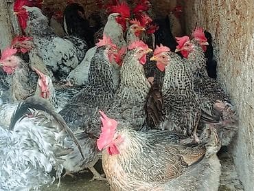 Животные: Продаю | Куры, Петух | Домашняя | На забой, Для разведения, Несушки — 7