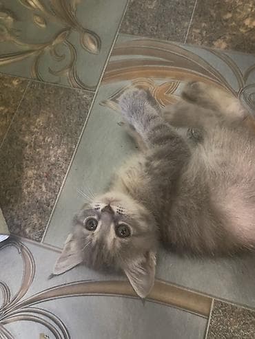 Үй жаныбарлары: Котята домашние, от кошки-дворянки. - Возраст 2 месяца. - Окрас — 1