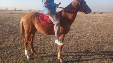 Продаю | Конь (самец)