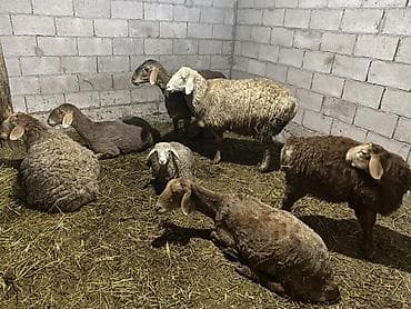 стрижка овец токмок: Продаю | Овца (самка), Ягненок | Для разведения | Матка — 4