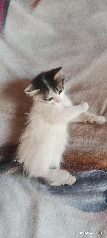 Котёнок домашний, короткошерстный, бело-тигрового окраса (белая основа lalafo.kg да Котёнок домашний, короткошерстный, бело-тигрового окраса (белая основа