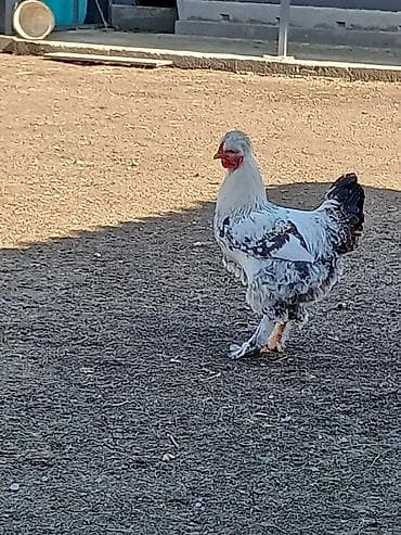 кара балта мал: Продаю петухов 3 шт Крупные вольные Большой белый 2,6 года. 1500сом — 5