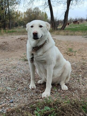 акустические системы ugreen колонка в виде собак: Ищем дом для алабая. Девочка. стерилизована, привита . привезём сами — 1