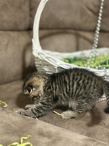 кошка в бишкеке: Скотиш Фолд (Шотландская вислоухая), 1 месяц, Девочка, Приучена к лотку — 5
