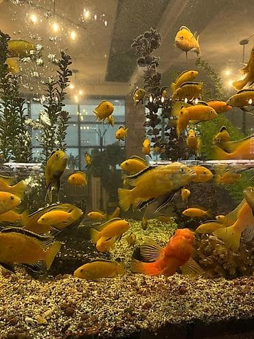 попуга: Аквариумные рыбы — яркие цихлиды (Malawi/Мбуна) и попугай-парарот — 1