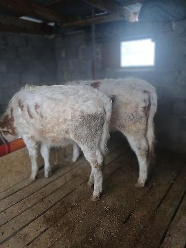 цена теленка коровы: Продаю | Тёлка | Полукровка | На откорм | Привязанные — 4