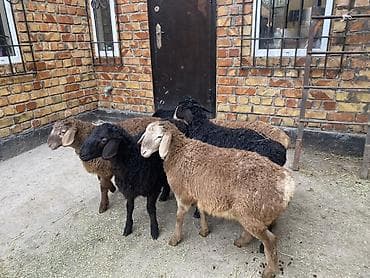 Продаю | Ягненок | На забой