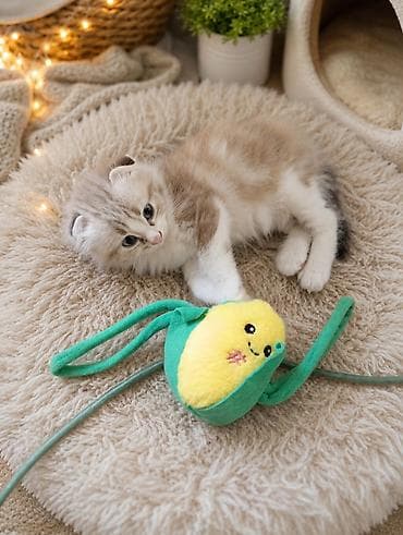 d cat: Скотиш Фолд (Шотландская вислоухая), 1 месяц, Девочка, Лиловый, Метис, Приучена к лотку — 3