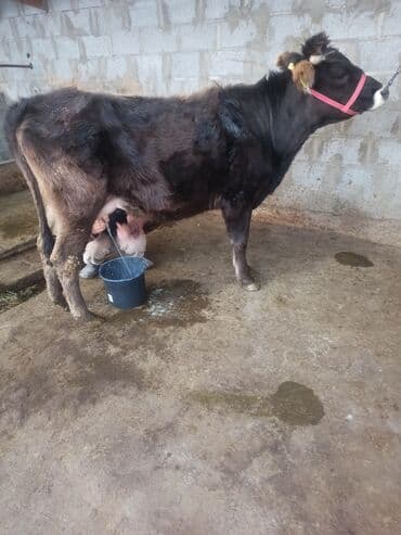 аргентинский дог цена: Продаю | Корова (самка) | Швицкая, Алатауская | Для разведения, Для молока | После отела — 1