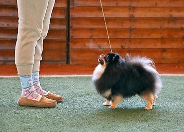 стрижка собак: Профессиональная стрижка собак!!! С кошками не работаю. Работа по — 1