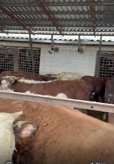 Коровы, быки: Продаю | Бык (самец) | Для разведения, На забой, На откорм | Привязанные — 2