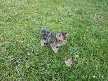 1 мальчик 2 котенка оригинал: Котята от домашней кошки - Порода: беспородные (домашние), окрас — 3