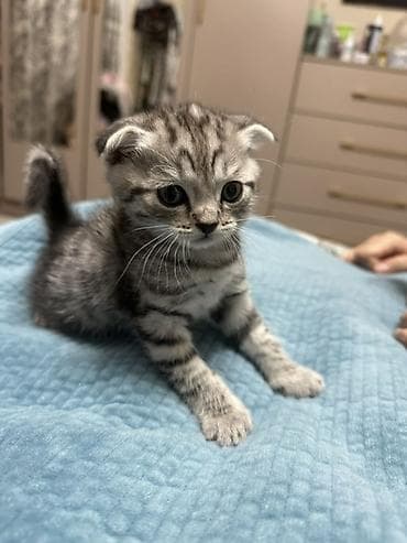 кошка кант: Продаются котята, скотиш фолд, скотиш страйт. В городе Каракол — 4